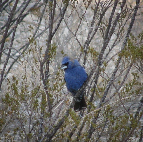 Blue grosbeak. Photo credit Rich Ethan. 